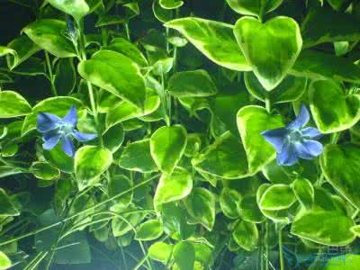 绿萝花的价格 绿萝花的价格 2014年绿萝花价格是多少