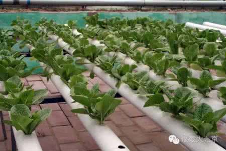 纸上种菜的方法 家里没地种菜，看一下这些逆天的方法，以后种菜可以自给自足了！（附教程）