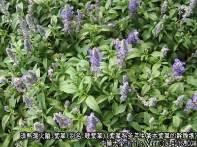 紫草油的做法 紫草的功效与作用