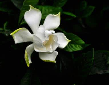 家庭常养花卉82种图片 《家庭怎样种养花卉》（六）