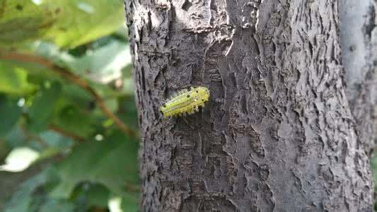枣树上的蜇人动物 枣树地里养什么动物好?