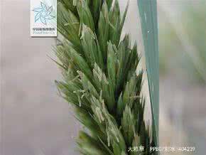 大赖草和小麦 大赖草