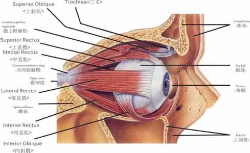眼外肌麻痹多久能恢复 眼外肌