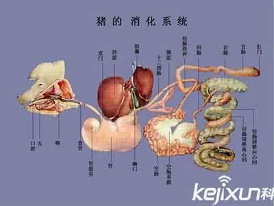 人类进化失败的器官 人类进化后，人体多余的器官  组图