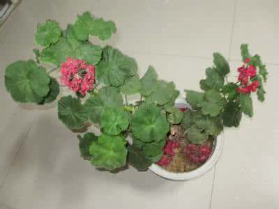 哪些花适合放在室内 最适合放在室内的花