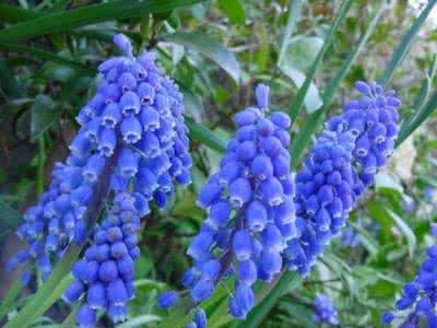 蓝色风信子花语 蓝色风信子花语 蓝色风信子花语 风信子花语介绍