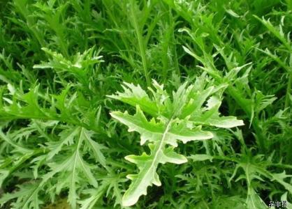 十字花科蔬菜霜霉病 十字花科蔬菜丝核菌病