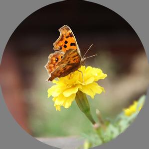 流星蝴蝶剑蔷薇蝶舞 蝴蝶为花醉，花心随蝶舞
