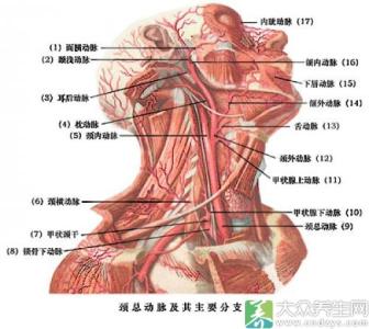 下颌神经损伤的症状 下颌神经损伤的治疗方法