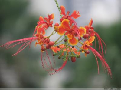 鲜花叶子长长的会开花 如何让鲜花长开不败