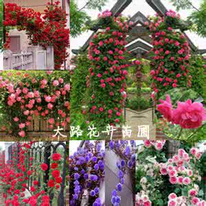 名贵花卉 《攀援与悬垂植物》（室内名贵花卉丛书）