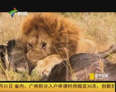 猎豹纪录片 美国2013纪录片→《猎杀时刻:猎豹和狮子》高清
