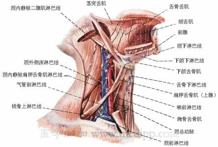 人体泌尿系统结构图 人体系统结构学
