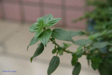 植物缺水蔫了怎么办 怎么看植物缺水了