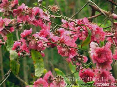 二月桃花相映红 二月桃花笑春风