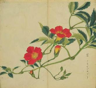 诗经苕之华 苕之华