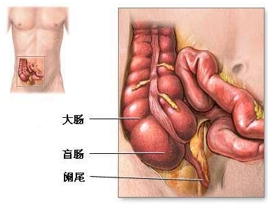 阑尾炎应该注意什么 阑尾炎在左边还是右边 阑尾在左边还是右边 得了阑尾炎应该怎么办