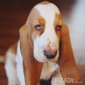 为什么狗狗喜欢咬人脚 狗狗为什么不咬人？