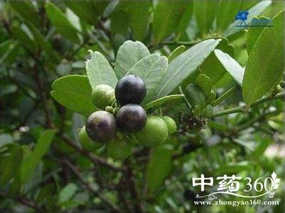 中药海金沙 一味药（海金沙）治病方