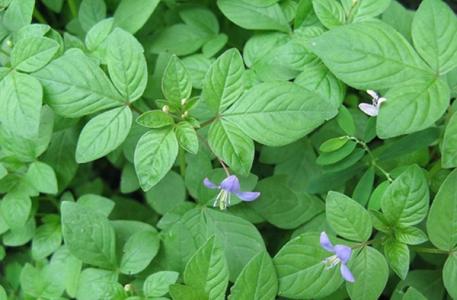 白花菜的功效与作用 白花菜