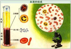 人体血液的作用 血浆的作用 血液是人体的一种重要组织，它具有多方面的重要作用。(1)血浆是内环境的重要组成部分，