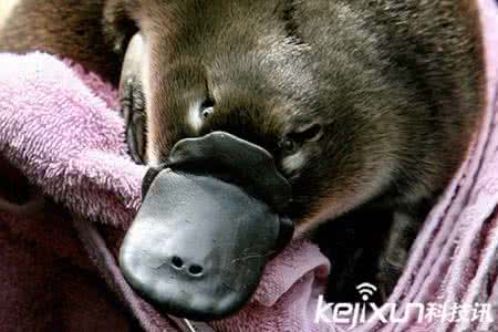 长相奇特的动物 长相奇特的动物 长相奇特的草，还有治病的功效，可以用来抗癌