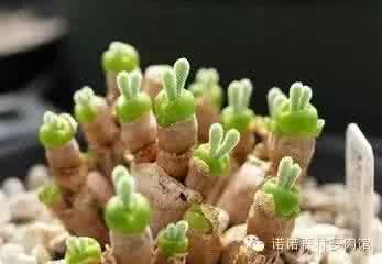多肉植物馆 【多肉植物馆】六月份多肉植物种植管理
