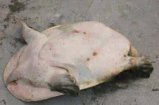 老鳖血 老鳖血能吃吗 老鳖死了真的不能吃吗?
