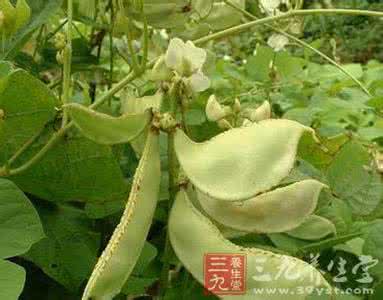 白扁豆的功效与作用 扁豆的功效与作用 白扁豆的功效作用