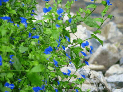鸭跖草 图文:治疗心衰效验良方—鸭跖草红花炖山羊心