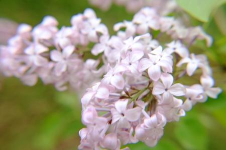 丁香泡水喝有副作用吗 哪些人不适合吃丁香？丁香的副作用有哪些