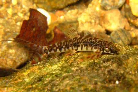 苏州亚科 腹吸鳅亚科