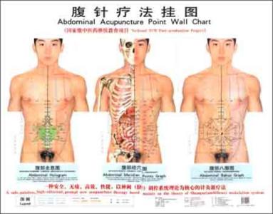 肠系膜 器官 肠系膜器官研究与腹针：腹的秘密“薄”知道