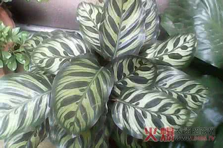 孔雀竹芋 孔雀竹芋在什么条件下叶色艳美