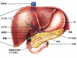 肝脏排毒时间 肝脏排毒时间 肝脏如何排毒