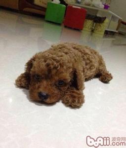 怎样看泰迪的年龄图解 怎样判断泰迪的年龄