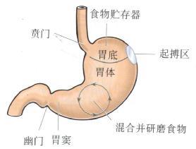 治疗胃病的最佳方法 最轻的胃病是什么病？