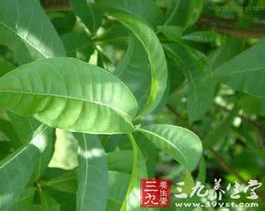 长匐茎 纤匐茎