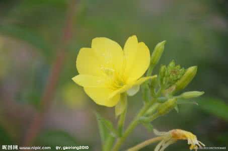 月见草 月见草 梦见草
