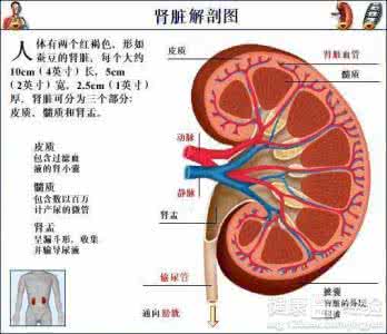 肾小球肾炎能治好吗 肾小球肾炎 是什么引发了肾小球肾炎？