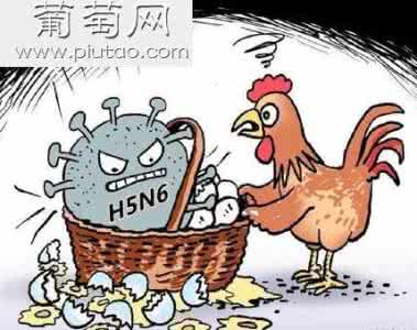人感染h7n9禽流感 H5N6和H7N9人感染禽流感不会大规模暴发