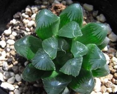 南非多肉植物种子网站 南非瓦苇、番杏多肉植物的家庭种植（一）