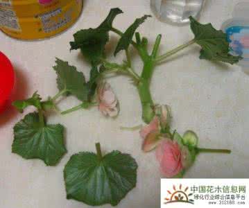 杜娟花的繁殖方法 丽格海棠的繁殖方法