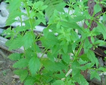 乙肝清热解毒胶囊 清热解毒草——狗肝草