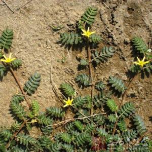 白蒺藜的功效与作用 蒺藜的功效与作用 蒺藜有哪些好处