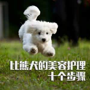 杜宾犬的美容护理技巧 比熊犬的美容护理十个步骤