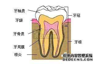 牙齿与健康的关系 牙齿与健康关系的五大迷思