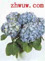 盆栽花卉图片及名称 八仙花-盆栽花卉名称及图片