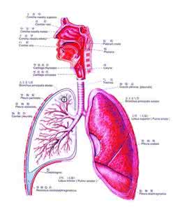 呼吸系统 呼吸系统 呼吸系统_图文