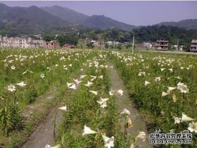 百合种植技术与管理 百合种植技术与管理 百合种植技术及管理